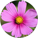 Jacynthe Fortier profile picture